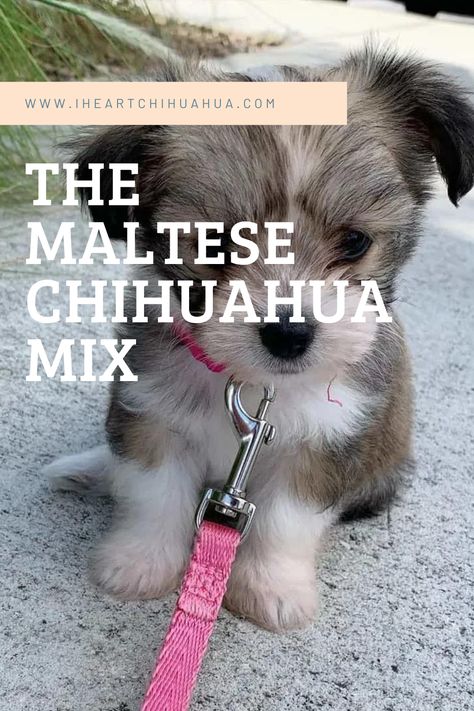 The Maltese chihuahua mix Maltese Chihuahua Mix Puppies, Chihuahua Mix Puppies, Maltese Poodle Mix, Maltese Breed, Maltese Poodle, Maltese Mix, Best Dogs For Families, Being Active, Animals Amazing