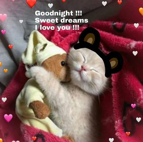 Sweet Dreams My Love, Meme Chat, Good Night Cat, Good Night I Love You, Love You Cute, Dream's Cat, Cat Couple, Silly Cats Pictures, Cute Messages