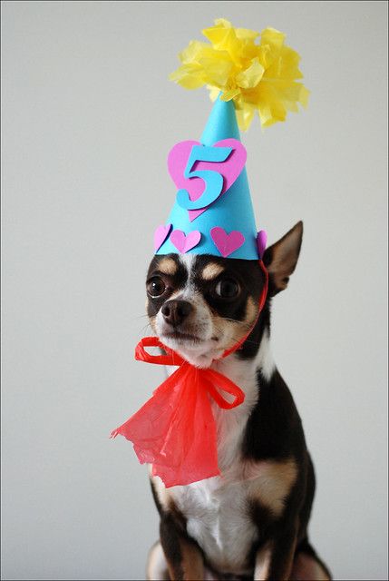 Birthday Dogs, Birthday Hats, Number Five, Dog Birthday Cake, Dog Birthday Party, Puppy Face, Chihuahua Love, Dog Party, Puppy Party