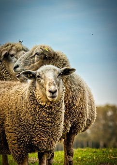 4,000+ Free Sheep & Lamb Images - Pixabay Lamb Images, Baby Animals Videos, Sheep Face, Baby Animal Videos, Sheep Farm, Sheep And Lamb, Cutest Baby, Cutest Animals