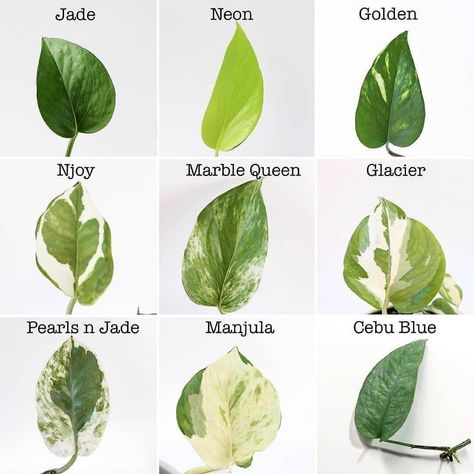 Which one is your favorite?💚😍 . . 📸//: @crazy.plantmama . Follow @urbanplanterjournal for more! __________________________ . . .… Plant Leaf Identification, Plants Pothos, Leaf Identification, Planting Plants, Types Of Houseplants, Plant Diary, Plant Goals, Plant Varieties, Weird Plants