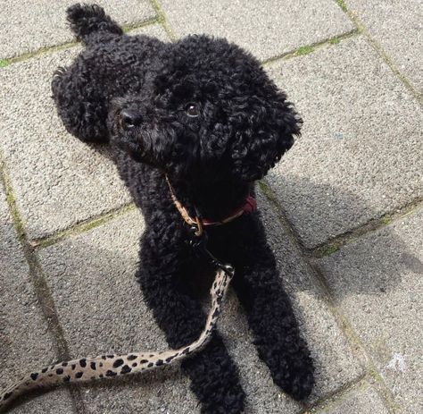 Miniature Poodle Black, Poodle Haircut Styles, Poodle Black, Poodle Haircut, Mini Poodle, Poodle Cuts, Cute Small Dogs, Puppy Mom, Dog Mommy