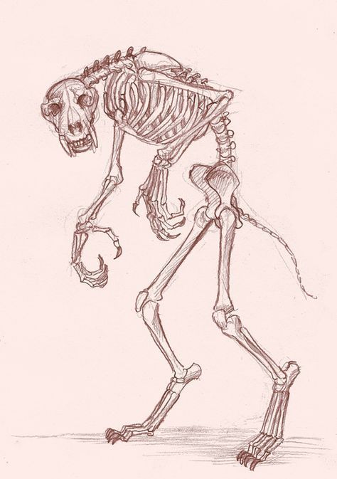 Skeleton Art Inspiration, Scary Skeleton Drawing, Wolf Skeleton Drawing, Animal Skeleton Sketch, Skeleton Animals Drawing, Werewolf Drawing Reference, Werewolf Study, Animal Skeleton Drawing, Animal Skeleton Art