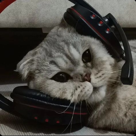 Cat Wearing Headphones, Wearing Headphones, Wearing Headphone, Sweet Cat, Headset, Headphones, Animals, How To Wear, Quick Saves