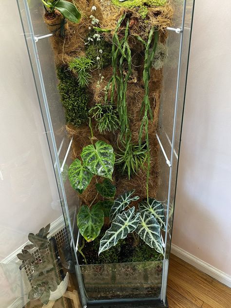 Carnivorous plants terrarium