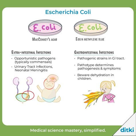 E coli is responsible for a variety of illnesses - what are some important virulence factors? Get answers: https://ditki.com/course/immunology/bacterial-infections/gram-negative-rods/1504/e-coli-overview #ditki #usmle #meded #medschool #medstudent #highered #mededonline #microbiology #ecoli #nursing #pance #physicianassistant #osteopath #allopath #medicine #science #healthscience #nurse #premed #mcat #mbbs Hypovolemic Shock, E Coli Bacteria, Disseminated Intravascular Coagulation, Methylene Blue, Anatomy Medical, Animals And Humans, College Advice, Medical School Essentials, Pre Med