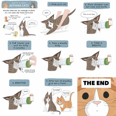 Asthma Cats Comics by Ashley Spires Cat Asthma, Asthma Remedies, Cat Home, Cat Comics, How To Give, Take A Breath, Cat Treats, All About Cats, Cat Pin