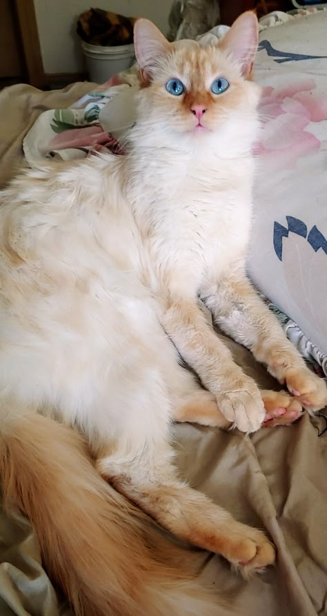 Flamepoint Ragdoll Cat, Flame Point Cats, Flamepoint Siamese Cats, Flamepoint Cat, Flame Point Ragdoll, Ragdoll Cat Aesthetic, Mitted Ragdoll, Flame Point, Cats Facts