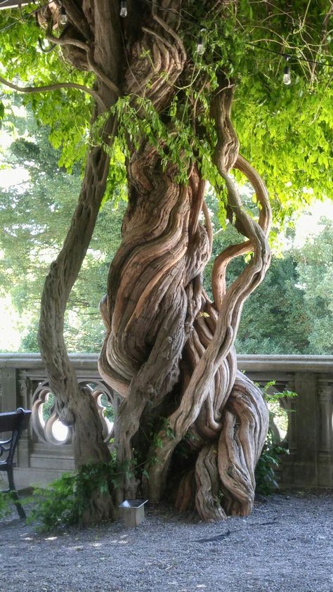 Trees That Look Like People, Interesting Trees, Cool Trees, Tree Reference Photography, Twisty Tree, Weird Trees, Nature Witch, Twisted Tree, Old Trees