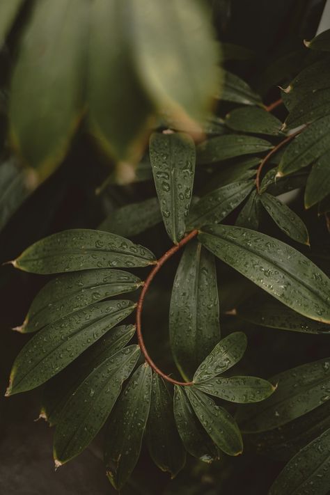 Photo by Bravingbird on Unsplash Dark Green And Brown Aesthetic, Woodsy Aesthetic, Spa Marketing, Free Nature, Leafy Plants, Tree Images, Plant Photography, Beautiful Plants, Plant Wallpaper