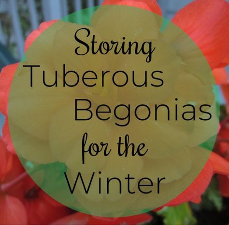 Autumn Gardening, Tuberous Begonia, Overwintering, Tiny Plants, Heart Flutter, How To Store, Container Garden, Propagating Plants, Garden Tips