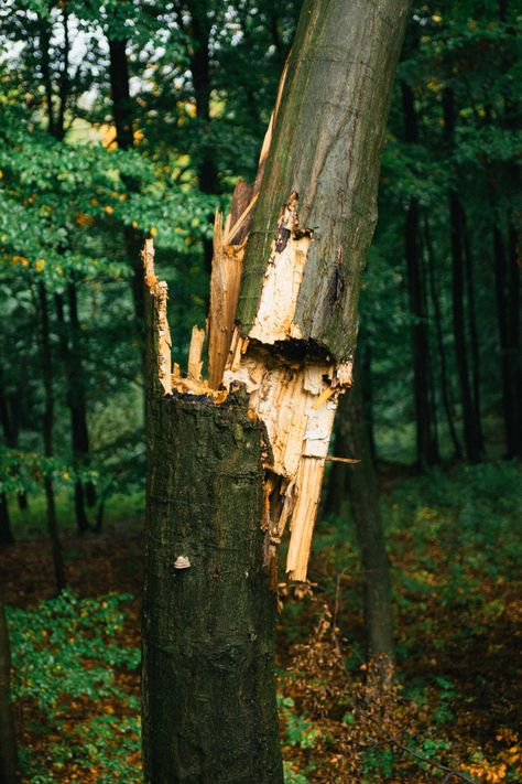 Decaying Nature, Tree Person, Green Witch Aesthetic, Status Poetry, Tree Aesthetic, Trees Photography, Sycamore Tree, Fake Trees, Comic Layout