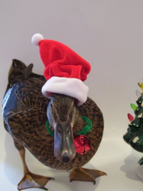 Hilarious Holiday Pets Boughs Of Holly, Christmas Duck, Best Things In Life, Travel Home, Style Travel, Good Morning America, Deck The Halls, Santa Hat, Christmas Tree