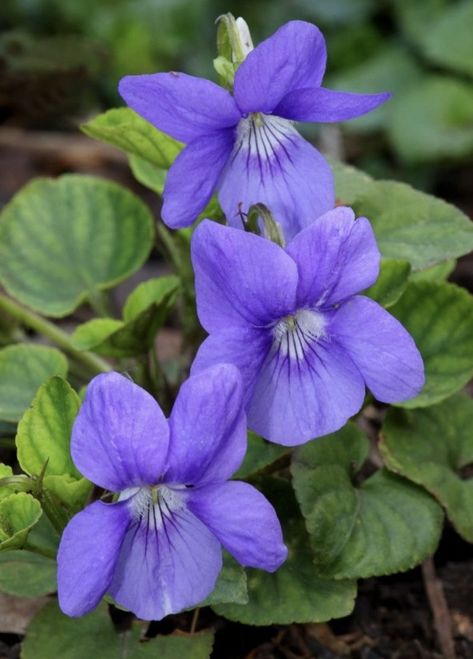 Wild Flowers Uk, Purple Wild Flowers, Violet Flower Tattoos, Purple Cottage, British Wild Flowers, Purple Wildflowers, Violet Plant, Woodland Flowers, Flower Close Up