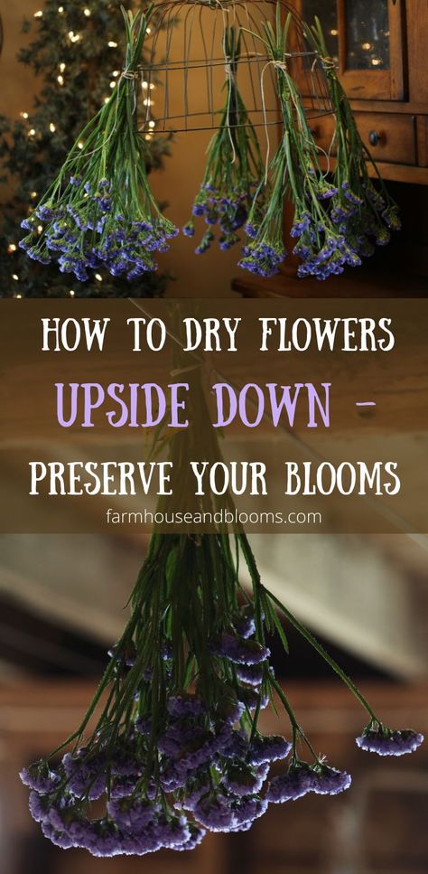 two pictures of statice drying upside down How To Dry Flowers In A Dehydrator, Kitchen Dried Flowers, How To Hang Flowers To Dry, Drying Flowers Upside Down, Hanging Dry Flowers Decor, Drying Roses Upside Down, Drying Flowers For Bouquets, How To Hang Dried Flowers, Drying Bouquet Diy