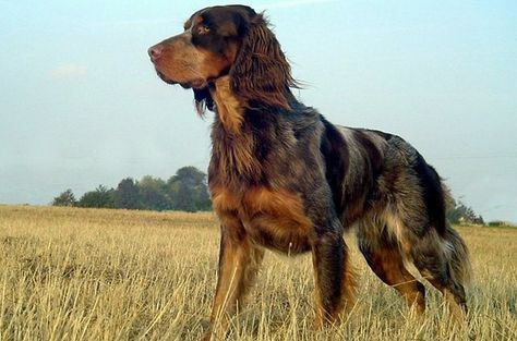 Picardy Spaniel, Rare Dog Breeds, Spaniel Breeds, Beautiful Dog Breeds, Rare Dogs, Dog Best Friend, Bird Dogs, Types Of Dogs, Spaniel Dog