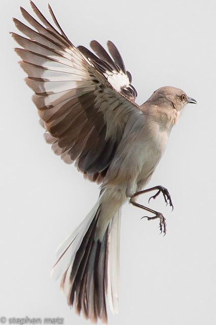 One Tough Cookie, Mocking Birds, Bird Sketch, Tough Cookie, Animal Study, Swallows, Backyard Birds, Excuse Me, Bird Pictures