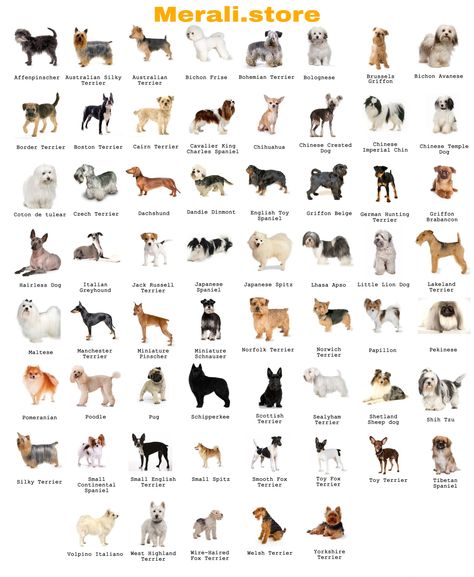 Dog Breeds Chart, Dog Breeds That Dont Shed, Types Of Dogs Breeds, Dog Breed Names, Top Dog Breeds, Dog Breeds List, Breeds Of Dogs, Hairless Dog, Dogs Breeds