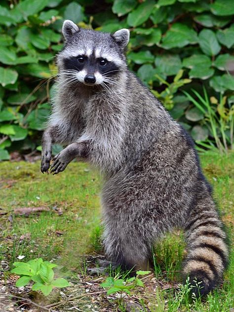 Animal Photography Reference, Animal Drawing Reference Photo, Racoon Reference, Raccoon Photography, Raccoon Standing, Karl Bsd, Raccoon Paws, Racoon Illustration, Cute Raccoons