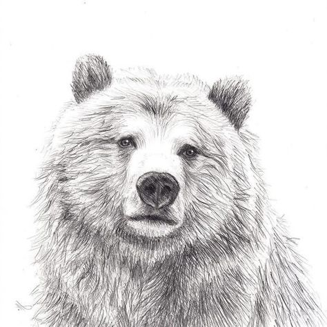 Grizzly Bear Drawing, Beruang Grizzly, Wildlife Drawings, Photo Ours, Easy Pencil Drawings, Bear Sketch, Bear Totem, Bear Tattoo Designs, Bear Artwork