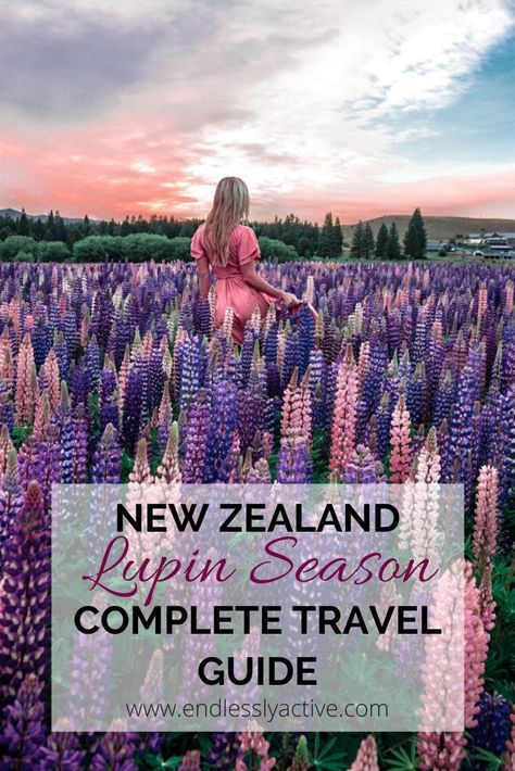 New Zealand Lupin Season Complete Travel Guide. Flowers New Zealand South Island. Where to see lupin flowers New Zealand. Lake Tekapo lupin flowers. Beautiful destinations South Island New Zealand. Best places to go New Zealand. Speechless places. Flower fields photography. Nature photography. Flower Fields Photography, Most Instagrammable Places In Switzerland, Lupine New Zealand, Lupine Season New Zealand, Northern Lights Philip Pullman, Lupine Flowers Mountain, New Zealand South Island, Flowers Beautiful, Fields Photography