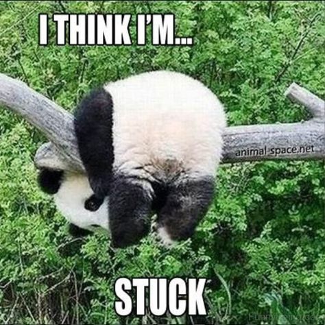 30 of The Funniest And Cutest Panda-Memes on The Web - I Can Has Cheezburger? Panda Kindergarten, Galactik Football, Panda Meme, Funny Panda Pictures, Panda Cake, Baby Panda Bears, Mini Pinscher, Clipart Baby, Panda Funny