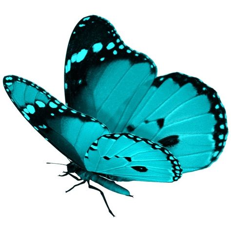 aqua and teal butterflies | aqua butterfly | Aqua/Teal'ish Teal Butterfly Tattoo, Teal Butterfly, Butterfly Art Painting, Blue Morpho, Butterfly Images, Butterfly Drawing, Butterfly Pictures, Butterfly Painting, Butterfly Watercolor