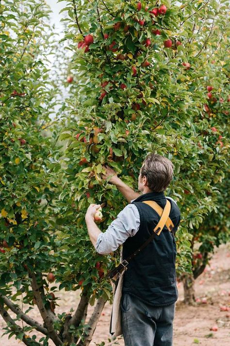 Permaculture Australian, Picking Fruit, Italian Style Home, Picking Apples, Family Cottage, Australian Farm, Orchard Tree, Growing Fruit Trees, Apple Farm