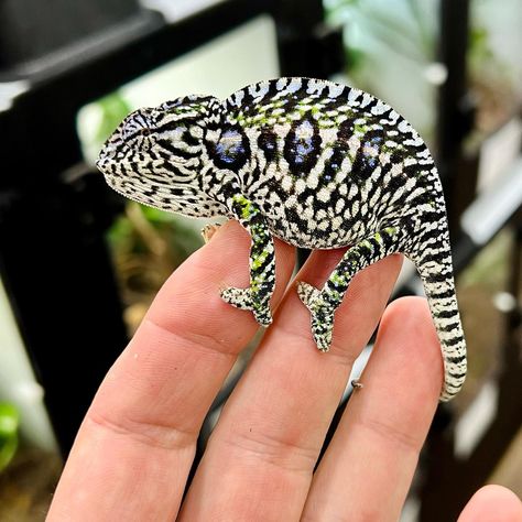 Carpet Chameleon, Chameleon Enclosure, Chameleons, Adorable Animals, Reptiles, Cute Animals, Carpet, Animals, Quick Saves