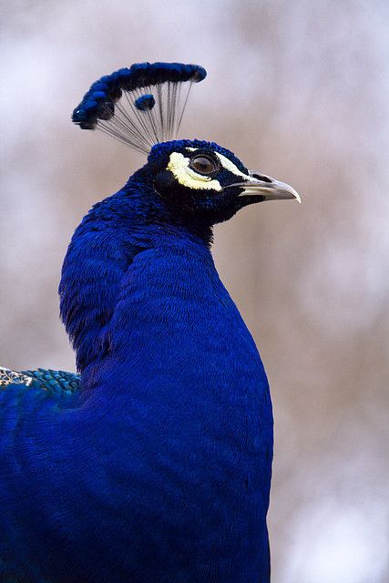 Wat een prachtige kleur blauw, oh ik hou van pauwen Peacock Angel, Most Beautiful Birds, The Peacock, Exotic Birds, Pretty Birds, Feeling Blue, Jolie Photo, Colorful Birds, Vintage Birds