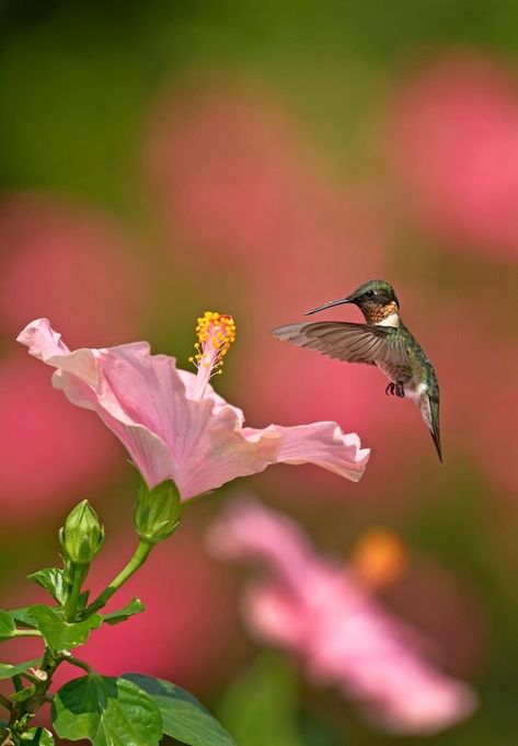 Hummingbird Migration Takes an Incredible Journey - Birds and Blooms Hummingbird Pictures, Airbrush Art, Backyard Birds, Bird Pictures, Pretty Birds, Hibiscus Flowers, Animal Photo, Nature Animals, Amazing Nature