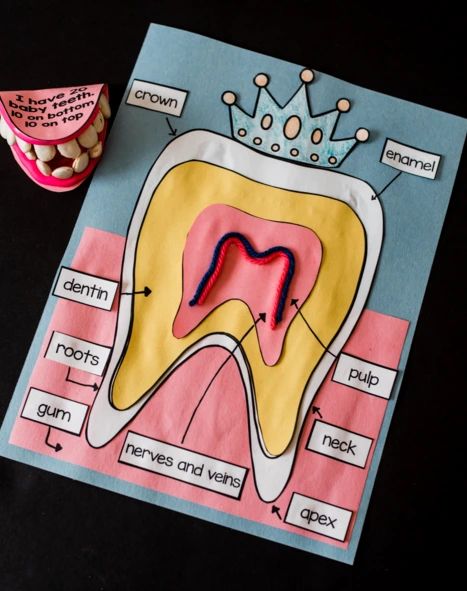 Teeth Craft For Preschool, Teeth Projects For Kids, Dental Health Unit, Science Project Models, Dental Health Preschool, Kids Dental Health, Human Body Projects, Dental Health Activities, Teeth Anatomy