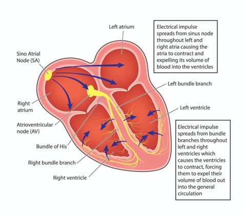 Heart Rate Variability (HRV) Tracking (And Why It Is So Important) Human Heart Diagram, Heart Diagram, Medical Notes, Nursing School Motivation, Nurse Study Notes, Heart Anatomy, Tattoo Heart, Parasympathetic Nervous System, Medical School Studying