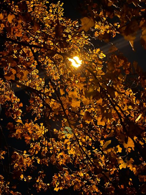 Fall Tree Aesthetic, Autumn Night Aesthetic, Dark Yellow Aesthetic, Yellow Widgets, Cozy October, October Night, Weather Wallpaper, Leaves Aesthetic, Colour Aesthetic