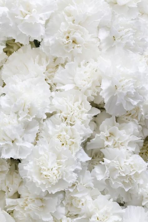 White Flowers Aesthetic, Wilderness Reserve, Beautiful White Flowers, Flowers To Plant, Elegant Garden, Indian Flowers, Border Plants, Classy And Elegant, Formal Gardens