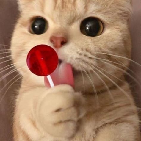 Cute cat lover Lollipop