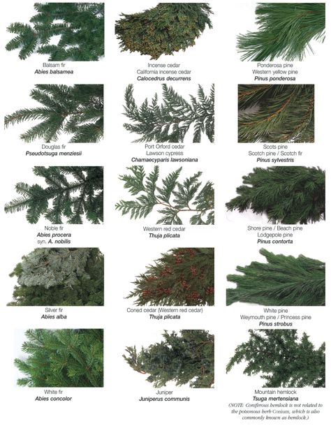 Pine Tree Identification Chart, Types Of Christmas Greenery, Pine Tree Varieties, Evergreen Floral Arrangements, Conifer Identification, Greenery Types, Tree Identification Chart, Evergreen Arrangements, Types Of Evergreen Trees