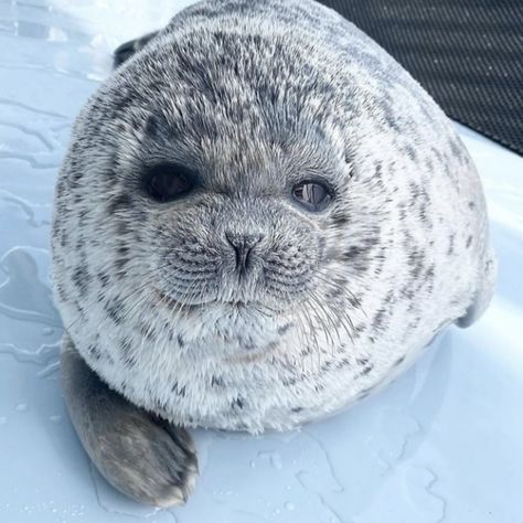 Ringed Seal, Baby Harp Seal, Cute Seals, Seal Pup, Baby Seal, Cute Pets, Little Critter, Silly Animals, Cute Animal Photos