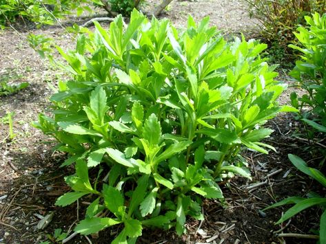 Pruning Montauk Daisies - Surfing Hydrangea Nursery, Inc. Montauk Daisies, Hydrangea Nursery, Montauk Daisy, Flower Bud, Small Plants, Hydrangea, Perennials, Read More, Landscaping