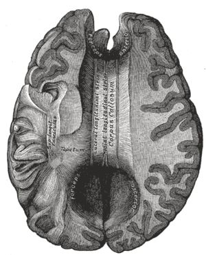 The corpus callosum, or colossal commissure, is a part of the brain that connects the right and left cerebral hemispheres and allows for communication between the two. It is the largest white matter structure in the brain. Corpus Callosum, Brain Anatomy, White Matter, Reiki Symbols, Brain Exercise, Right Brain, Brain Power, Neurology, Mental And Emotional Health