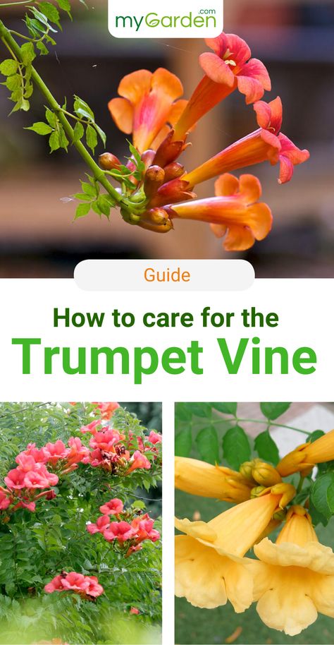 The Trumpet Vine is a hardy climbing plant, that amazes with its exotic flowers. The orange-colored bisexual single flowers appear from July to September. They have an elongated tubular shape and are arched like a trumpet at the end. In order to give it the best care possible, there are a few things to keep in mind. Learn in this mygarden-guide how to plant and care the Trumpet Vine correctly! #mygardencom #mygarden #trumpetvine #climbingbush #flowers Yellow Trumpet Vine, Trumpet Vine Trellis Ideas, Trumpet Vine Flower, Orange Trumpet Vine, Trellis Gardening, Trumpet Honeysuckle, Climbing Flowering Vines, Trumpet Plant, Trumpet Vines