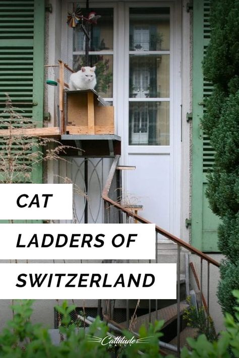 For cats in this town, cat ladders help them get around! #CattitudeDaily #catladders #cats #coolcatstuff #catsaroundtheworld Ladder Cat Tree Diy, Cat Ladder Indoor, Cat Ladders Outdoor, Cat Ladder Diy, Cat Ladder Balcony, Ladder Shelf Cat Tree, Ladder For Cats, Cat Ladders, Cat Apartment