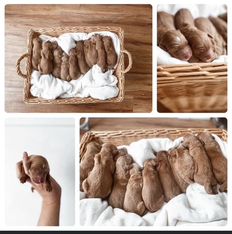 Puppy Litter Pictures, Puppy Newborn Photoshoot, Litter Photoshoot, Newborn Puppy Photoshoot Ideas, Puppy Litter Photoshoot Ideas, Photoshoot Ideas Halloween, Puppy Photoshoot Ideas, Puppy Photoshoot, Cute Puppy Photos