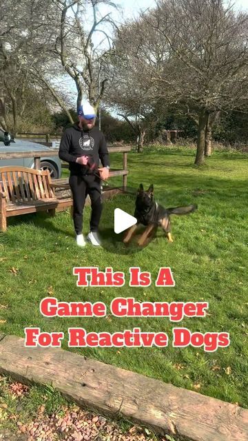 Reactive Dog Training Tips, Reactive Dog Training, Working Dog Breeds, Puppy Tips, Puppies Tips, Reactive Dog, Working Dog, Therapy Animals, Dog Exercise