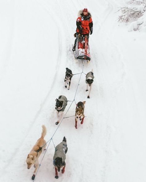 Mushing Dog Mushing, Alaskan Husky, Sled Dog, Two Rivers, Dog Runs, Dog Sledding, Clean Girl, Sled, Alaska