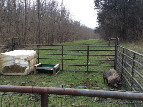 "Pig tractor" made from 16' upside-down cattle panels lined with v-mesh fencing.  Our tractor pulls this across the pasture weekly as the pigs root up the ground. Meat Pigs, Backyard Shelter, Pig Tractor, Pastured Pigs, Kune Kune Pigs, Livestock Shelter, Sustainable Homestead, Raising Pigs, Pet Pig