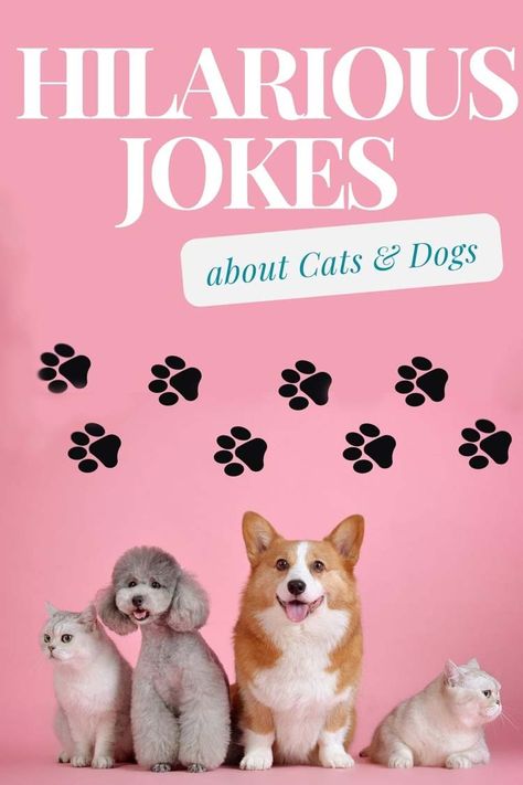 Hilarious jokes about cats and dogs for kids. Funny pet jokes! Pet Jokes, Animal Jokes Hilarious, Jokes For Kids Hilarious, Spring Jokes, Holiday Jokes, Funny Cat Jokes, Lunchbox Jokes, Dog Whistle, Dog Jokes