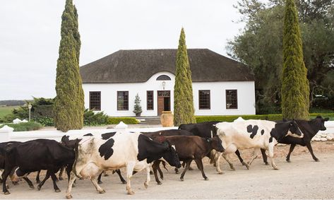 Herbertsdale Farmhouse Dutch Farmhouse, Rustic Italian Decor, Mr Price Home, Stolen Moments, Cape Dutch, Mossel Bay, Stump Table, Converted Barn, Stage Set Design