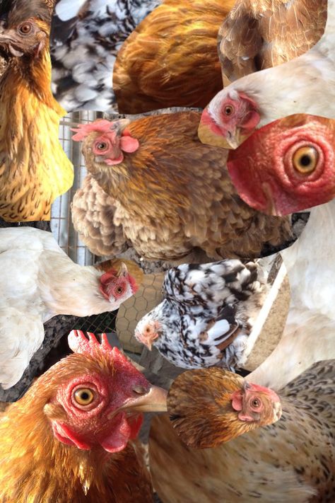 chicken collage Chicken Wallpaper Aesthetic, Chicken Wallpaper Iphone, Collage Chicken, Chicken Phone Wallpaper, Animal Collage Wallpaper, Chicken Collage, Alchemical Art, Shot Ski, Collage Wallpaper