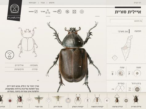 Insect Definer by Yael Cohen, via Behance Best Web Design Inspiration, Insect Design, Illustration Science, Insect Illustration, Science Illustration, Ipad App, A Bug, Web Inspiration, Best Web Design